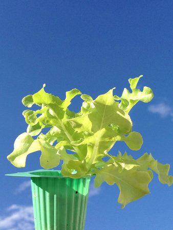 Spring plantsの素材