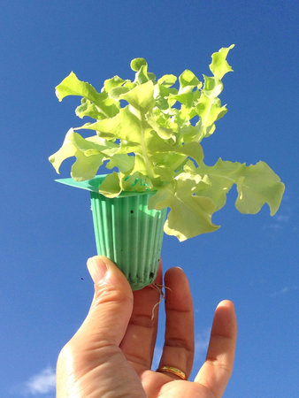 Spring plantsの素材