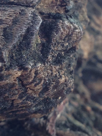 Wood texture