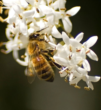 bee