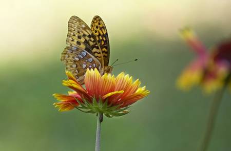 Butterflyの写真素材