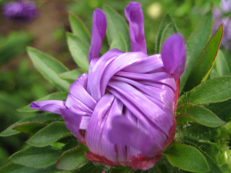 Pink flower