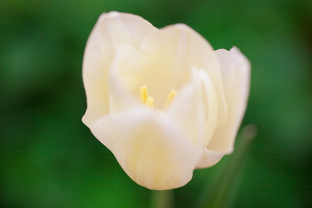 lone white tulips on a green backgroundの写真素材