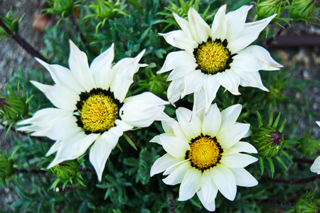 flower triangleの写真素材