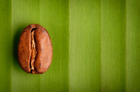 Fair trade organic coffee bean on a leaf background. Copy space to the right.の写真素材