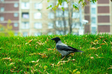 The black crow walks along the green lawn. Raven on the grass. Wild bird in the meadow. House in the background.の写真素材