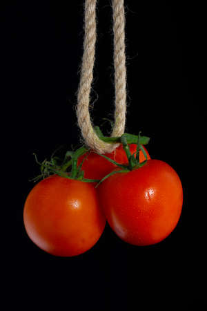 Tomatoes hanging on a rope. Isolated over black background.の写真素材