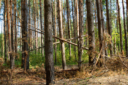 Pine trunks in a sunny pine forest. Pine trees in the forest. Forest pines. Pine forest view, pine tree trunks construction.の写真素材