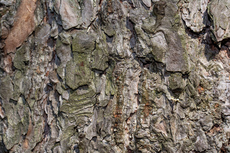 Brown tree bark macro closeup texture background commonly known as pine, stock photo image
