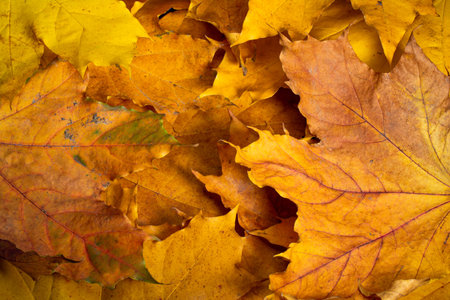 Autumn composition after rain, maple leaves on the ground. Background, splash.
