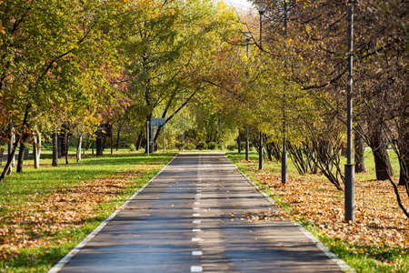 A path in an autumn park for recreation, a tree with green foliage.の写真素材