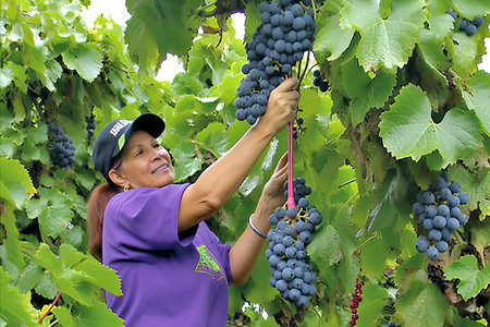 Female Harvesters Carefully Handpick the Finest Clusters of Ripe Grapes from the Vineyardの素材