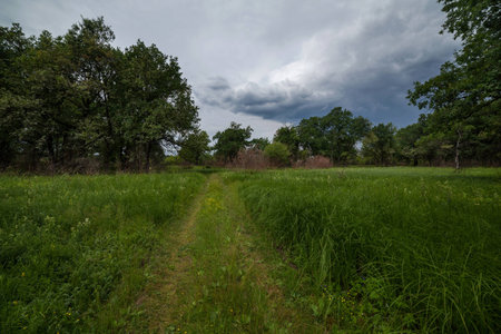 Nature before a thunderstorm. Road through a meadow.の写真素材