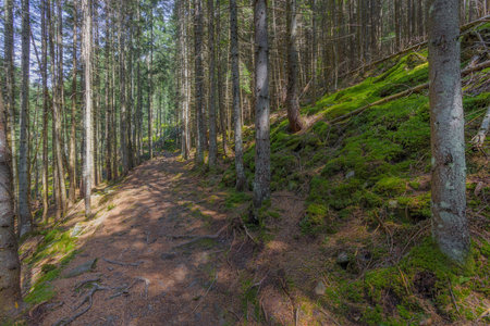 The dust path in the forest with green trees on the waysideの写真素材