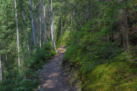 The dust path in the forest with green trees on the waysideの写真素材