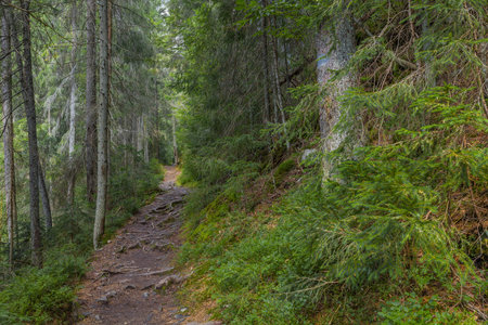The dust path in the forest with green trees on the waysideの写真素材