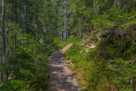 The dust path in the forest with green trees on the waysideの写真素材