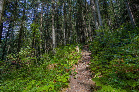 The dust path in the forest with green trees on the waysideの写真素材
