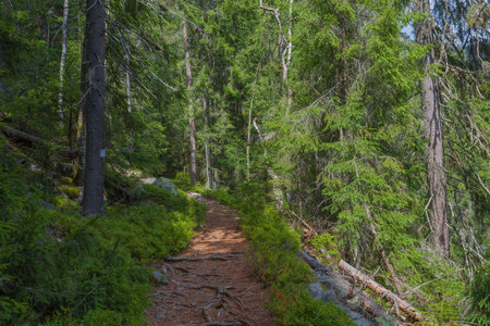 The dust path in the forest with green trees on the waysideの写真素材
