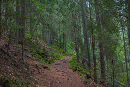 The dust path in the forest with green trees on the waysideの写真素材