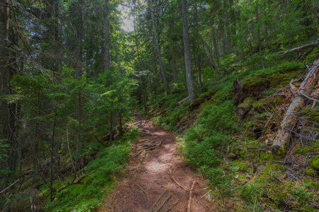 The dust path in the forest with green trees on the waysideの写真素材