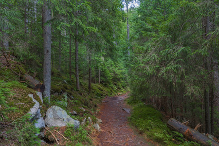 The dust path in the forest with green trees on the waysideの写真素材
