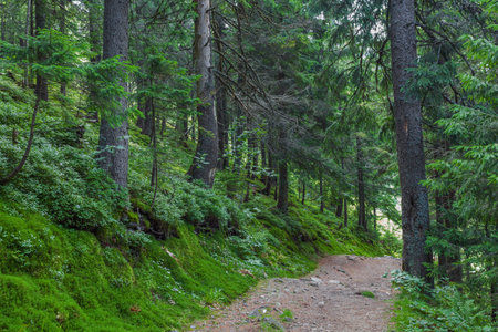 The dust path in the forest with green trees on the waysideの写真素材