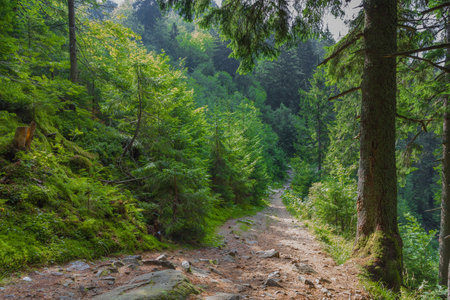 The dust path in the forest with green trees on the wayside