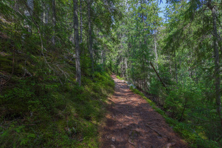 The dust path in the forest with green trees on the waysideの写真素材