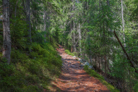 The dust path in the forest with green trees on the waysideの写真素材
