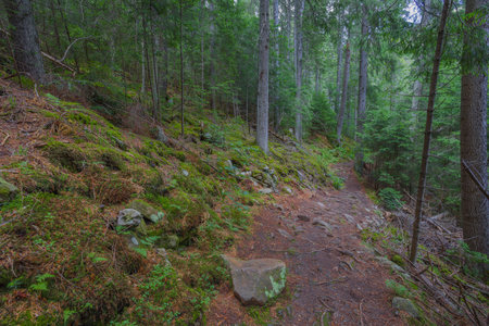 The dust path in the forest with green trees on the waysideの写真素材