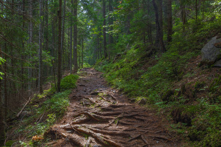 The dust path in the forest with green trees on the waysideの写真素材