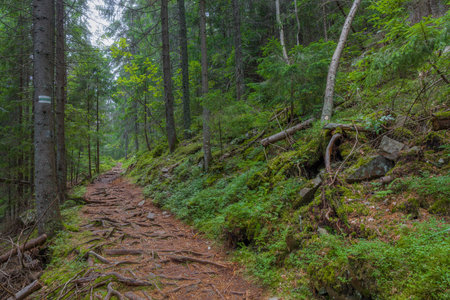The dust path in the forest with green trees on the waysideの写真素材