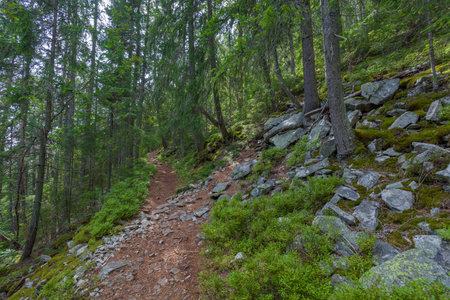 The dust path in the forest with green trees on the waysideの写真素材
