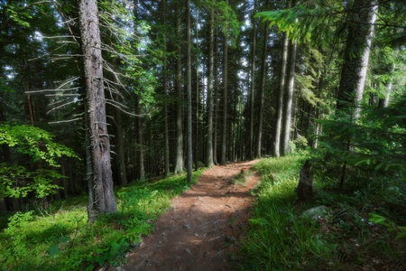 The dust path in the forest with green trees on the waysideの写真素材