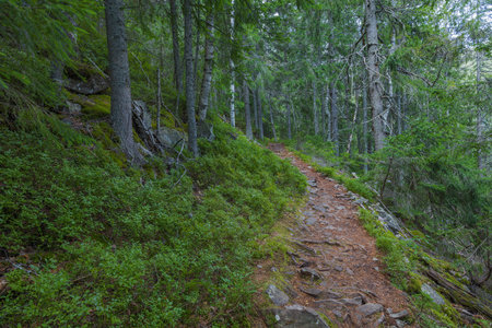 The dust path in the forest with green trees on the waysideの写真素材