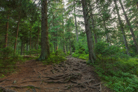 Evening at spruce mountain forestの写真素材