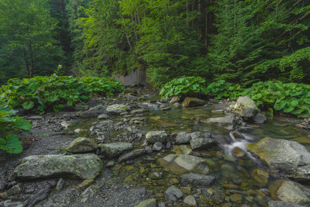 In the evening the mountain river flows between the cliffsの写真素材