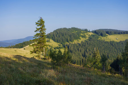 On a sunny summer day, the view from the plateau to the forest and mountains. Blue sky, lots of green grass and trees.の写真素材