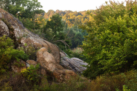A tree on the slope of a stone mountain surrounded by a forest. Morning, summer.の写真素材