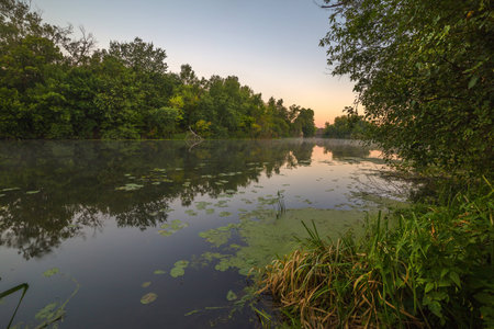 Landscape on the Mihia River. The river is surrounded by trees and herbs. Reeds grow in the river....