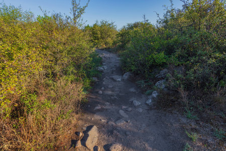 Early summer morning. The path on which lie the stones between high dry bushesの写真素材