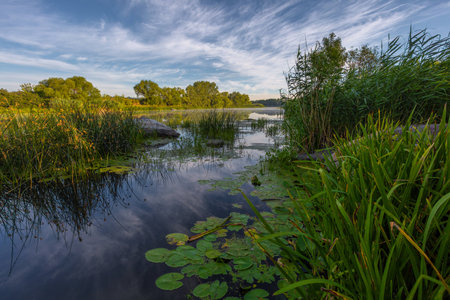 Landscape on the Mihia River. The river is surrounded by trees and herbs. Reeds grow in the river. Ukraine, Pervomaisk.の写真素材