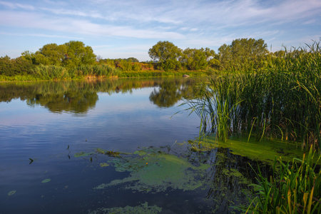 Landscape on the Mihia River. The river is surrounded by trees and herbs. Reeds grow in the river. Ukraine, Pervomaisk.の写真素材