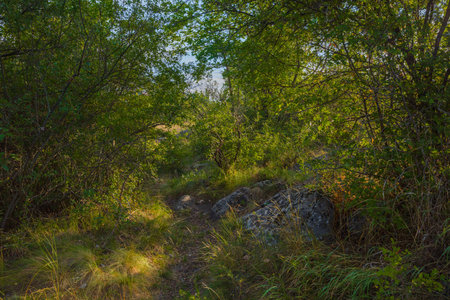 Morning thick forest, tall grass and stones. Warm morning summer day. The stones protrude from the thick grass.の写真素材