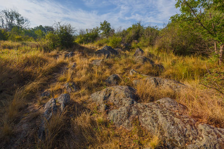 Morning in the steppe. Dried up tall grass. In the grass rocks are seen. In the district there is a bush and rare trees.の写真素材