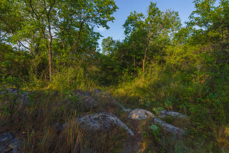 Morning thick forest, tall grass and stones. Warm morning summer day. The stones protrude from the thick grass.の写真素材