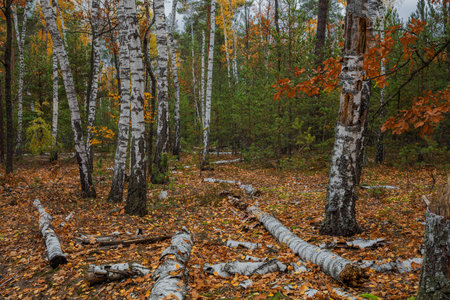 Autumn birch forest. Around a lot of yellow leaves.の写真素材