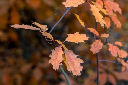 The colors of autumn. Yellow and red foliage in the autumn Park. Yellowed oak leavesの写真素材
