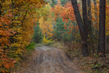 Autumn road in the evening in a deciduous forest. There are a lot of yellow leaves on the trees and on the ground. Dark weather.の写真素材
